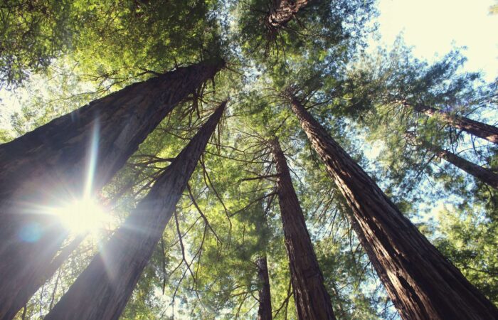 photo 1447350152302 65042359f14f scaled 1 | BeautexWood