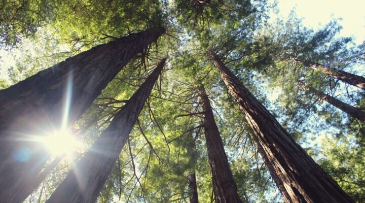 photo 1447350152302 65042359f14f scaled 1 | BeautexWood